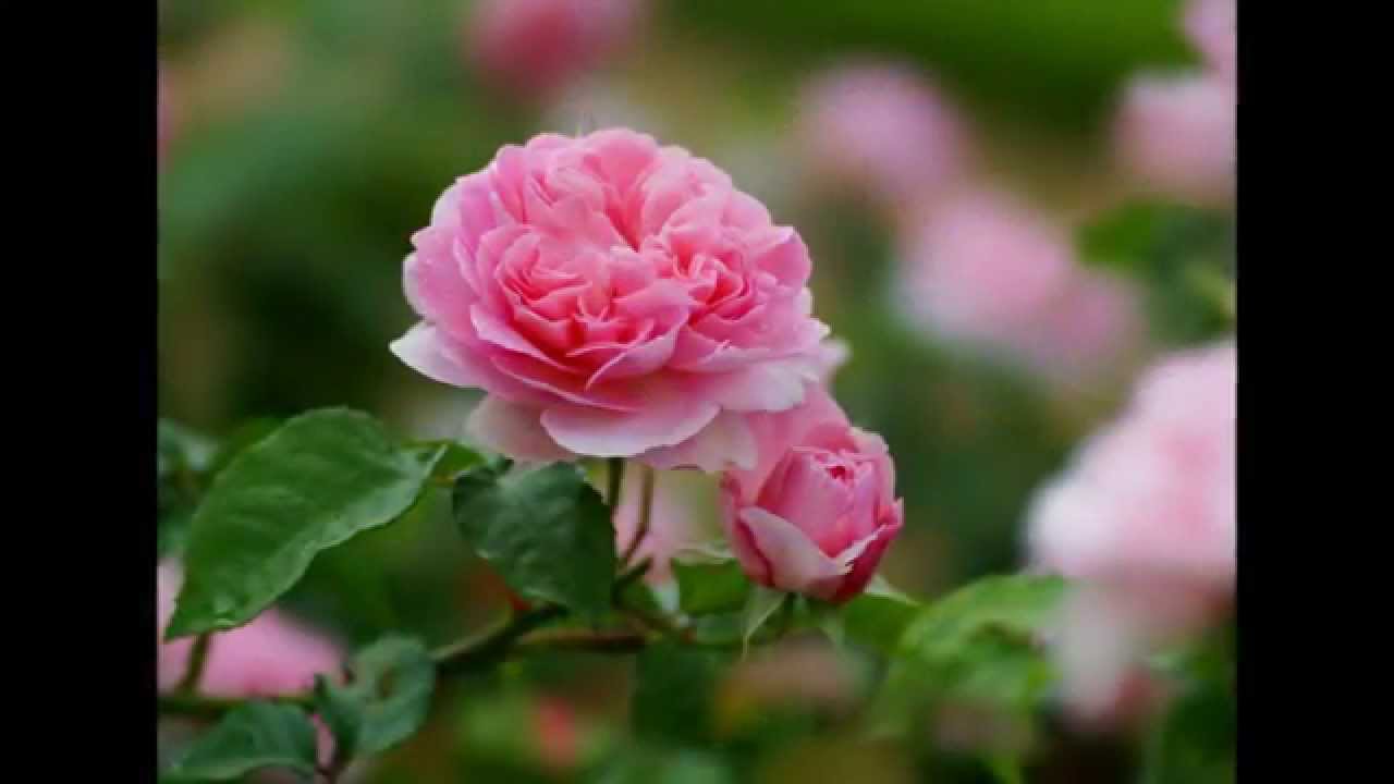 「THE　LAST　SONG」　千住明