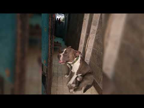 Tanvir grewal 💞dogs