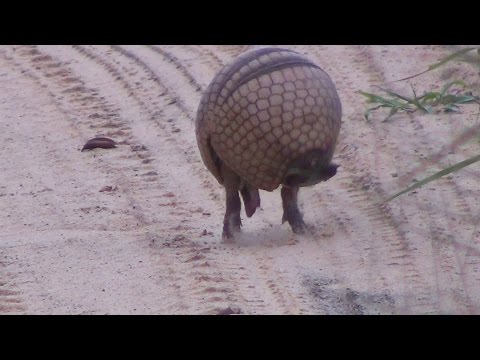 Tatu virando bola,  Armadillo  rolls into a ball - In the wild Brazil