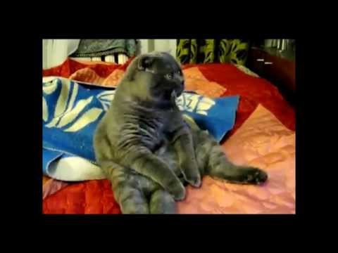 Мой кот любит хип хоп! КЛИП (By Аватария) AVATeam channel