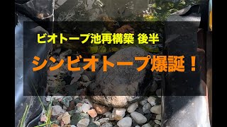 ビオ池再構築　シンビオトープ完成！