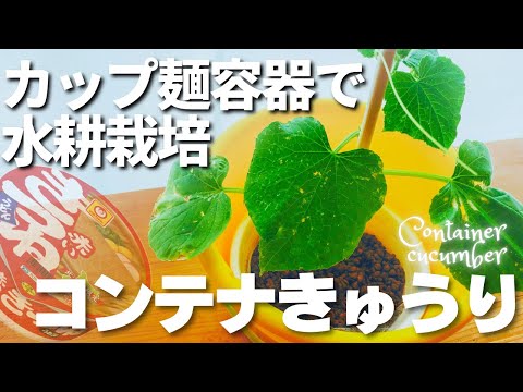 , title : '【水耕栽培】室内できゅうりを育てるための自作キット｜How to grow container cucumbers with hydroponics｜コンテナきゅうり'