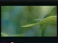 1001 Pattes VHS Trailer