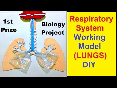 human digestive system working model 3d science project for science exhibition diy howtofunda