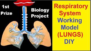 respiratory system working model 3d (LUNGS) making using waste materials
