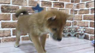 柴犬の動画01