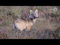 Provincie: geen signalen dat stropers het voorzien hebben op de wolf