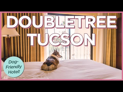 Cockroach in My Hotel Room at DoubleTree Suites Tucson!