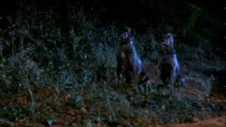 Dracula's Dog (1978) Video