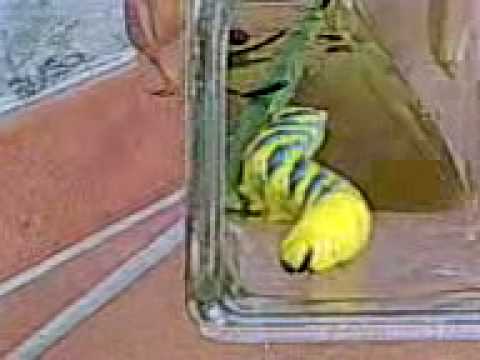 Il fattore di limitazione di parassiti Leggere parassiti in un fegato