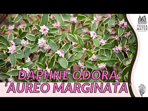 DAPHNE ODORA ÁUREO MARGINATA  - Exploring the Delicate Beauty of Variegated Pink Winter Daphne!
