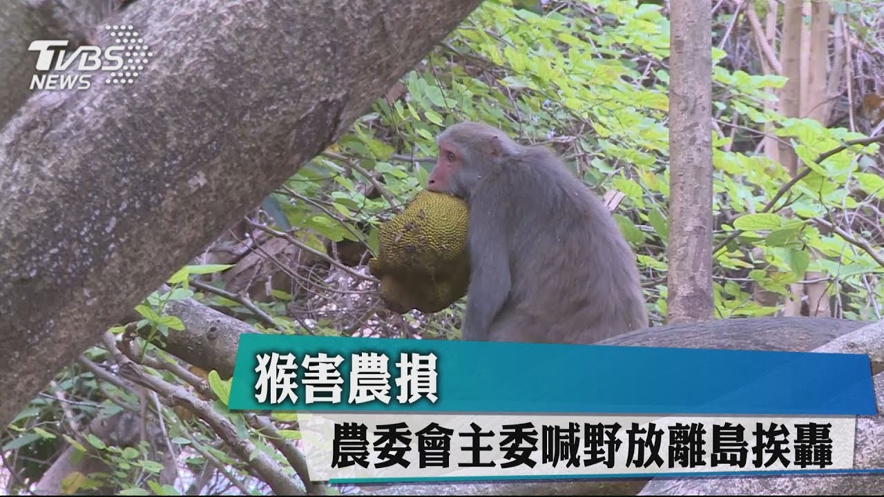 猴害農損 農委會主委喊野放離島挨轟