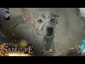 Sang Gre Danaya Transforms Into An Aspin Dog Episode 6 Encantadia Chronicles