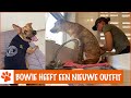 Pippi's opvang het snuffelparadijs! | DierenpraatTV