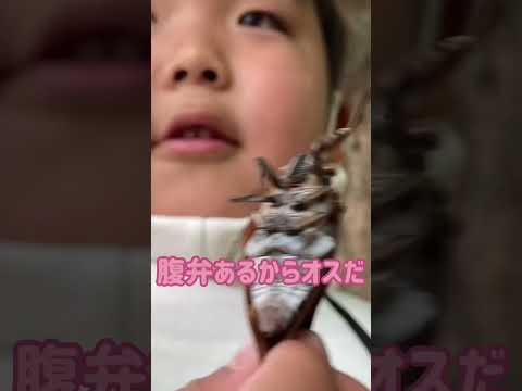 セミは腹部で音を聞く