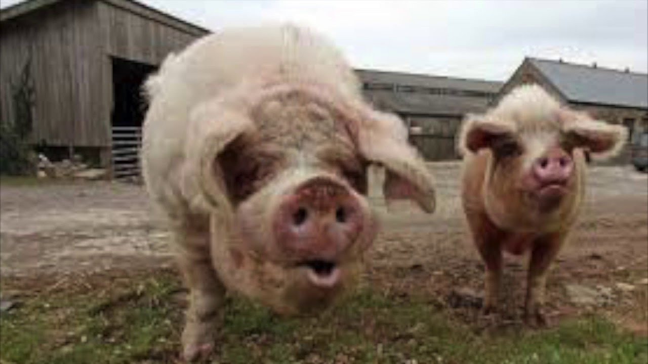 Behind the Scenes at the Museum study guide - Chapter 1 - Conception