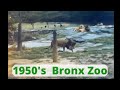 The Bronx Zoo In 1957 A Family S Vintage Adventure