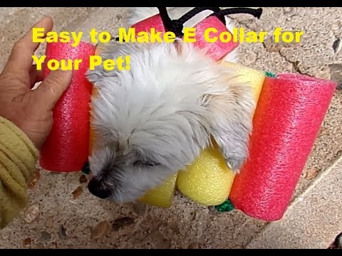 Simple and Inexpensive Recovery or E Collar for Your Dog or Cat