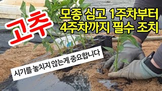 고추 모종 심고 1주차부터 4주차까지 필수조치 총정리 - 시기 놓치면 피해만 커집니다