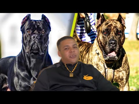 حمادة ولد ناجية يتجول مع اخطر انواع الكلاب 😱😱