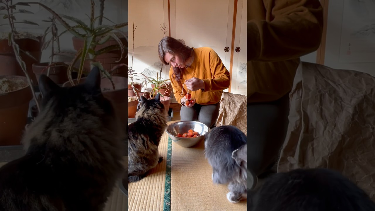 Magic Persimmons! #japan #food #japaneseculture #farming #cat #japanesefood #driedfruits #persimmon