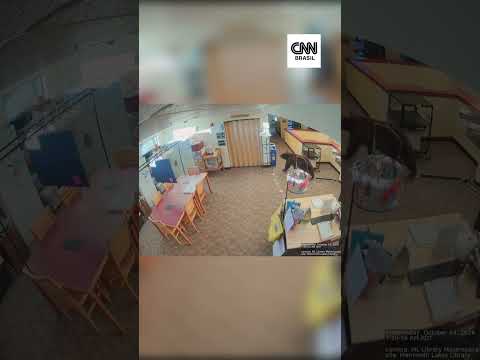 Urso é flagrado passeando por biblioteca na Califórnia