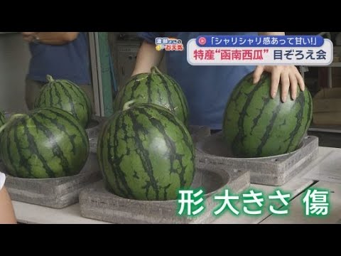 YouTube Video 糖度が平均１１度でシャリシャリとした食感が特徴函南西瓜の目ぞろえ会が行われる
