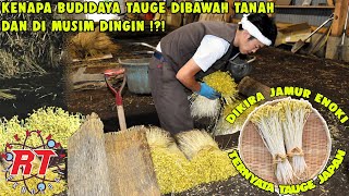 Download lagu JAPAN'S WINTER GIANT BEAN SPROUT FARMING | JAPANESE STYLE JUMBO BEAN SPROUTS mp3