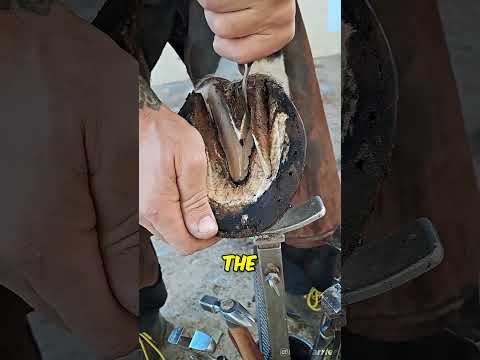 Cleaning Horse Foot 🤯 (@mjo.farrier on IG)