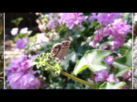 Imágenes realizadas con el Honor 8 Pro