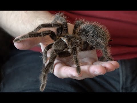Handling a giant bird-eating tarantula
