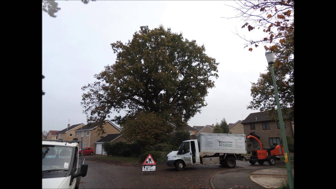 Crown reductions to a number of mature trees by W Jarvis & Son Tree Services & Landscapes