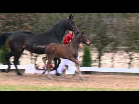 69 Emilia SF v. Escolar - Fidertanz