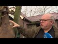 Normaal 2 tot 3 per jaar. Dit jaar zijn op het Eiland van IJsselmonde sinds september al 10 diere...