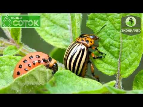 Миниатюра изображения товара Инсектицид Экокиллер От колорадского жука (1л, ведро)