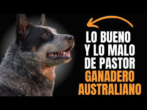 PASTOR GANADERO AUSTRALIANO: VENTAJAS Y DESVENTAJAS DE TENER UNO.