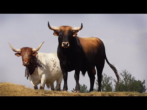 Parece El Toro de Osborne, Finca «La Cigoñera» Simon Caminero