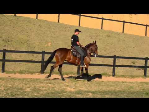 33   Dinastia Sagrado Coração   50%    4º Leilão Gênesis