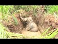 Abandoned Well To Freedom The Incredible Tusker Rescue Story