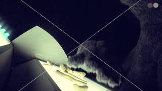 "War Bells" (Official Video)