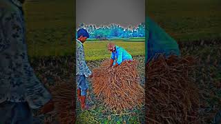 Download lagu আমার ময়না টিয়া | আগন মাসে ধান তুলিয়া খরমু তোমায় বিয়া | Amar Moyna Tiya agon mase | New Bangla Song mp3