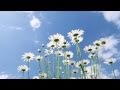 It's Easy to Remember - Johnny Varro Trio + feat. Ken Peplowski