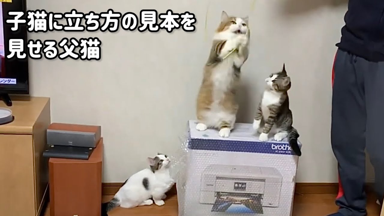 子猫にお手本を見せるお父さん猫