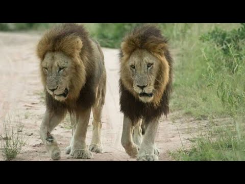 A documentary on southern Matimbas Hairy Belly and Ginger...