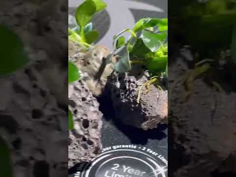 How to build a Fluval Flex 9 gallon aquarium. #everevolvingexotics #aquascape #tucson #tutorial