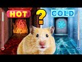 Hot Vs Cold Maze For Hamster ️ DIY Maze Challenge