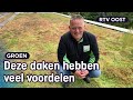 Groene daken zijn fantastisch, maar waarom zie je het zo weinig? | RTV Oost
