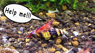 Assassin snail attacking my cherry shrimp