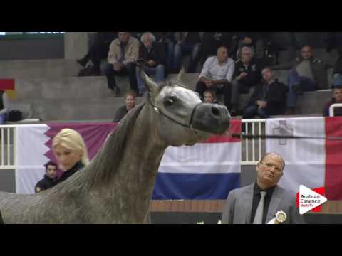 Milan SEWC 2016 - Fillies (2A) - 1st place: N.25 MASHHOORAH AL SHAQAB