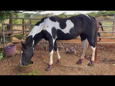 YouTube video about: How to use clean trax for horses?